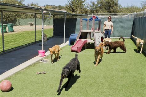 Benefits of Boarding Your Dog | Canine Country Club
