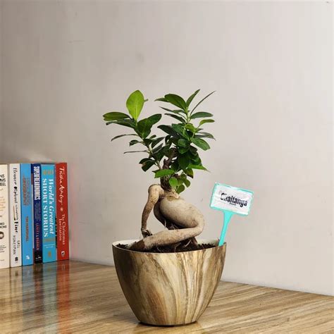 Ficus Bonsai- Chaitanya | Ropani