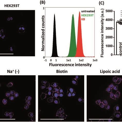 Cell Fluorescence 的图像结果