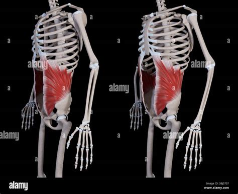 Internal oblique abdominis hi-res stock photography and images - Alamy