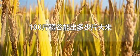 100斤稻谷能出多少斤大米(100斤稻谷可以出多少米)-参考网