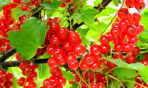 Red Currant: The Ultimate Antioxidant-Rich Superfood - AskMeAll
