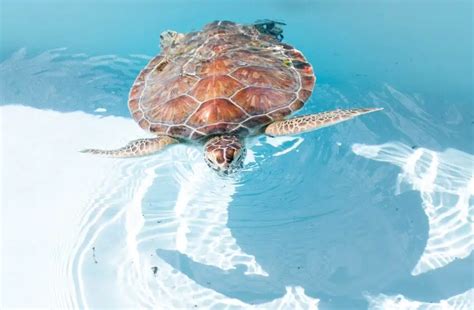 Loggerhead Turtle Predators 的图像结果