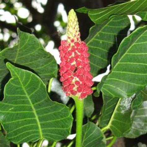 Sand Box Tree Exploding 的图像结果