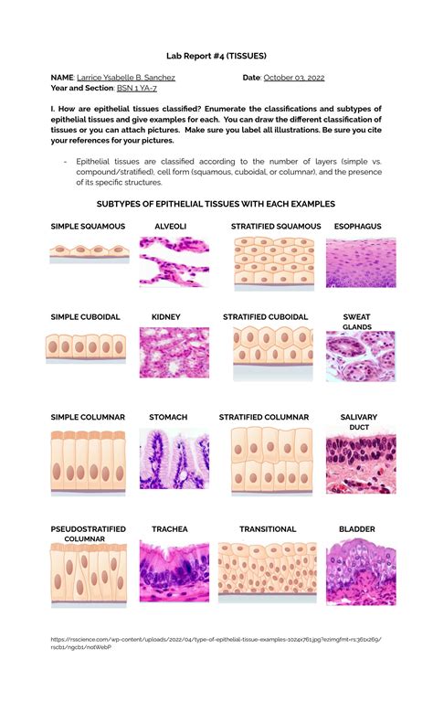 SOLUTION: Tissues - Laboratory Report - Studypool