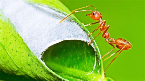 My $6 'magic dust' keeps ants away from your garden - a few items ...