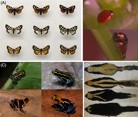 Diversity in warning coloration: selective paradox or the norm ...