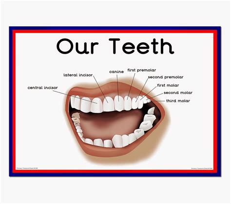 Image result for Tooth Diagram