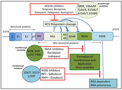 Mechanisms of Hepatitis C Viral Resistance to Direct Acting Antivirals