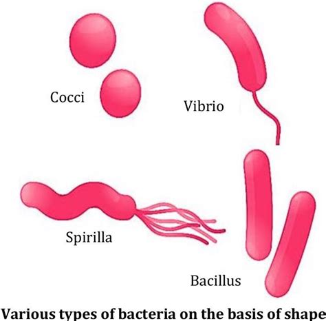 Microorganisms: Friend or Foe? Exploring the Dual Nature of Microbes