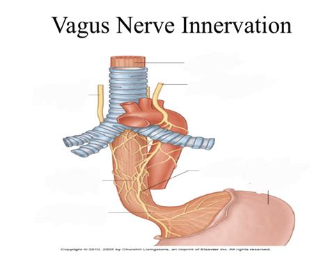 Image result for Vagus Nerve Function