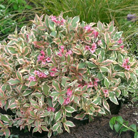 My Monet Purple Effect Weigela - Grasshopper Gardens