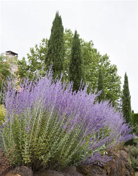 Russian Sage Plant