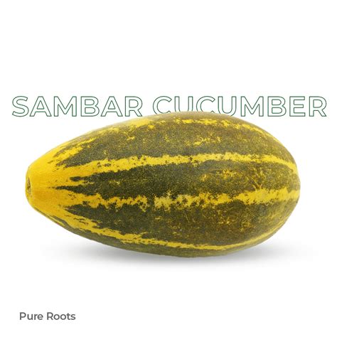 Sambar Cucumber | Yellow Cucumber for Refreshing Dish