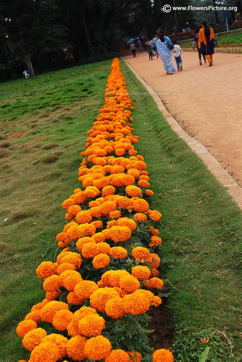 Marigold varieties
