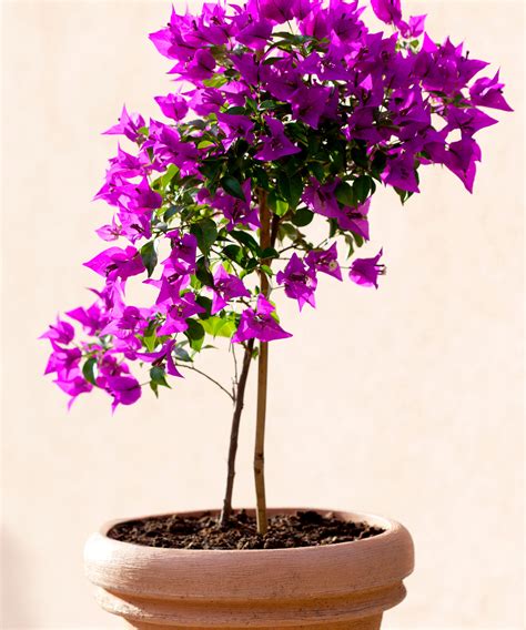 Bougainvillea Plant Care