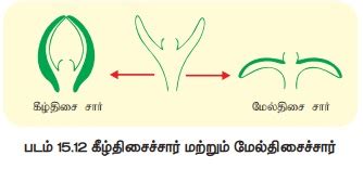 தாவர அசைவுகள் - உயிர் சார் அசைவுகள், இயல்சார் அசைவுகள் (அ) ஈரப்பசை ...