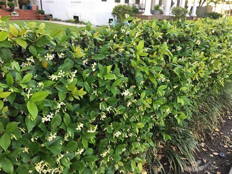 The Uptown Acorn: The Smell of Jasmine - what is the smell of jasmine