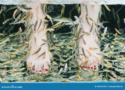Fish Spa Pedicure Wellness Skin Care Treatment with the Fish Rufa Garra, Also Called Doctor Fish ...