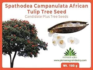 Bokashi Bran Spathodea Campanulata African Tulip Tree Seed 100gm ...