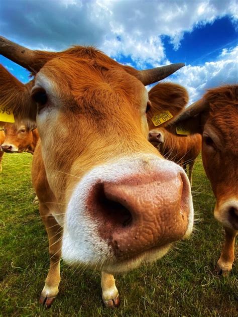 Animal Husbandry 的图像结果