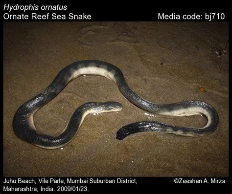 Hydrophis | Reptiles