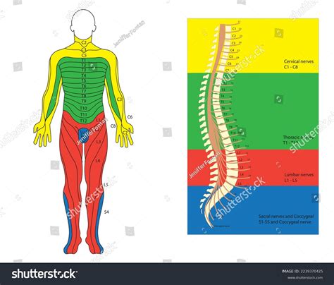 Spinal Nerve Chart Dermatomes