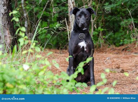 Black Lab Terrier Mixed Breed Dog Stock Photo - Image of pound, mixed ...