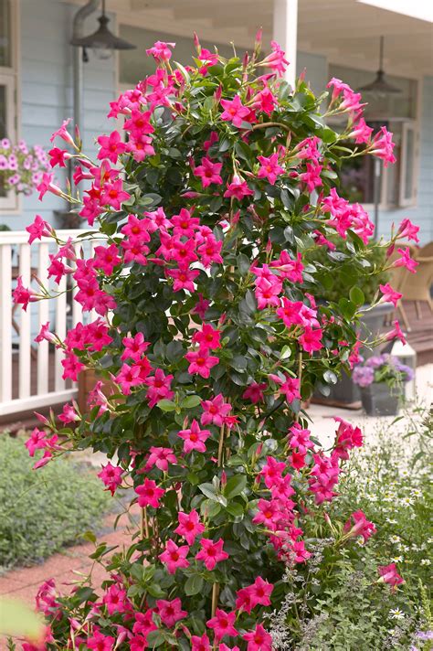 Mandevilla Trellis Sun Parasol at Isla Lampungmeiua blog
