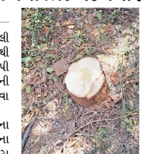 Five sandalwood trees were stolen from a farm in Matali village of ...