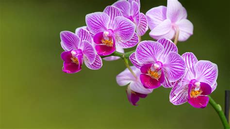 Orchid Adaptations: Nature's Masterpieces Unveiled | Farmvina