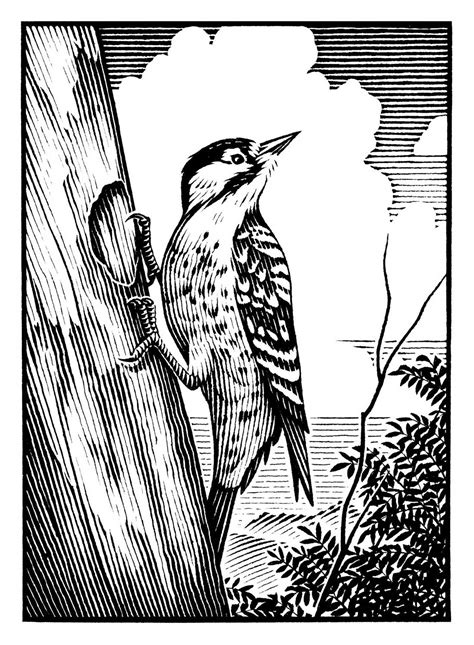 Image result for Scratchboard Tools