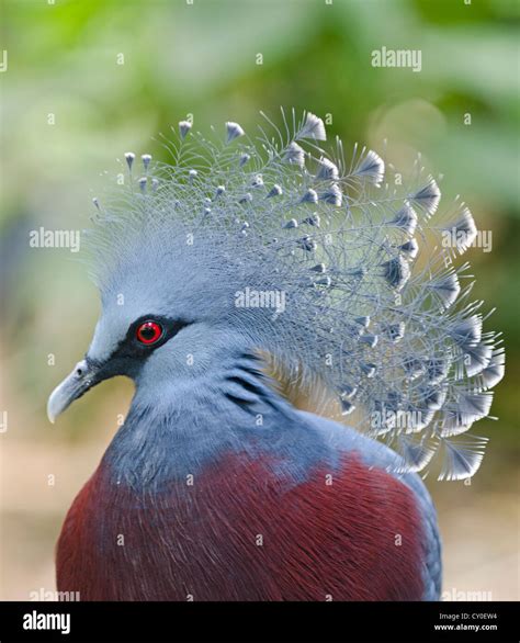 Victoria Crowned Pigeon, Goura victoria New Guinea Stock Photo - Alamy