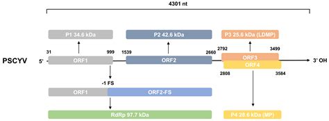 Discovery and Characterization of a Novel Umbravirus from Paederia ...