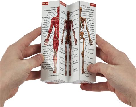 Kits of Medicine 9-Part Human Anatomy Cube: Perfect Guide for Medical ...