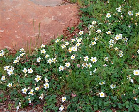 Fragaria chiloensis - Beach Strawberry | Habitat garden, California ...