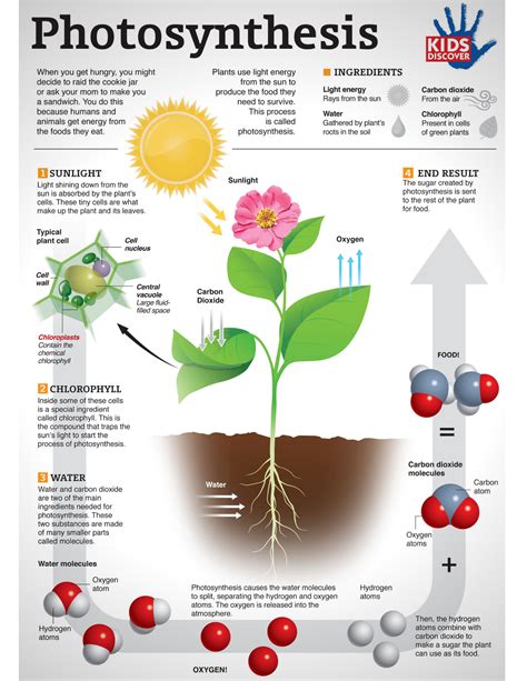 How Plants Convert Sunlight Into Energy: The Chloroplast Guide