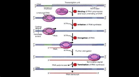 RNA Polymerase Structure 的图像结果
