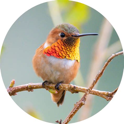 Allen's hummingbird | FWS.gov