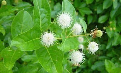 सिनकोना ट्री: बढ़ने और बनाए रखने के टिप्स | Housing News