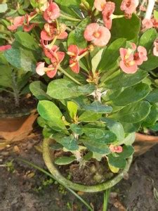 GREEN ISLAND Euphorbia Plant Price in India - Buy GREEN ISLAND ...