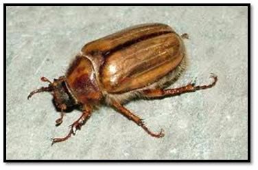 Banana Expert System