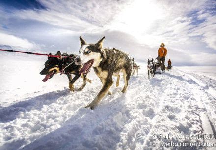 《南极大冒险》: 一群很牛的狗狗的生存冒险电影!