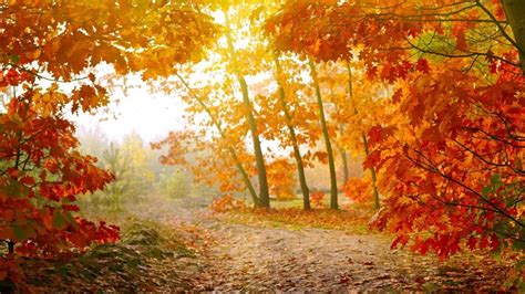 形容秋天的古诗有哪些-关于秋天的古诗有哪些