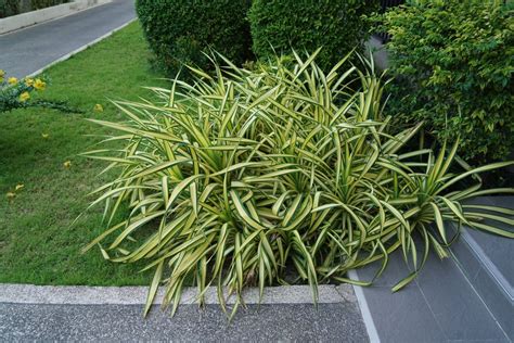 Palm Sedge: Versatile, Easy-Grow Ornamental - Tennessee Wholesale Nursery