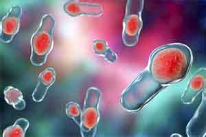 Dietary sugar linked to increasing bacterial epidemics