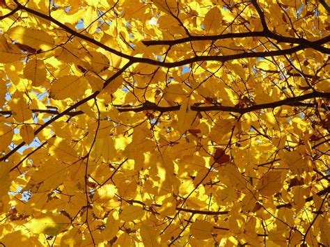 Large Tree Root Trimming 的图像结果