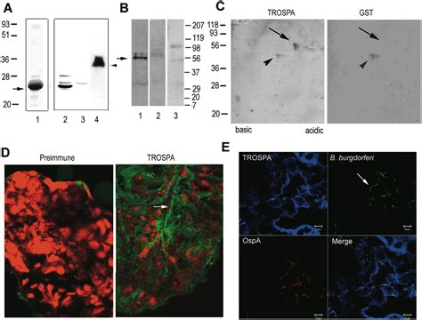 TROSPA, an Ixodes scapularis Receptor for Borrelia burgdorferi: Cell