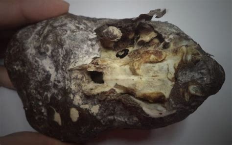 Image result for Alien Skull Found