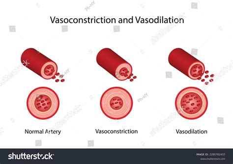 Arterial Vasoconstriction Vasodilation Cross Section Arteries Stock ...